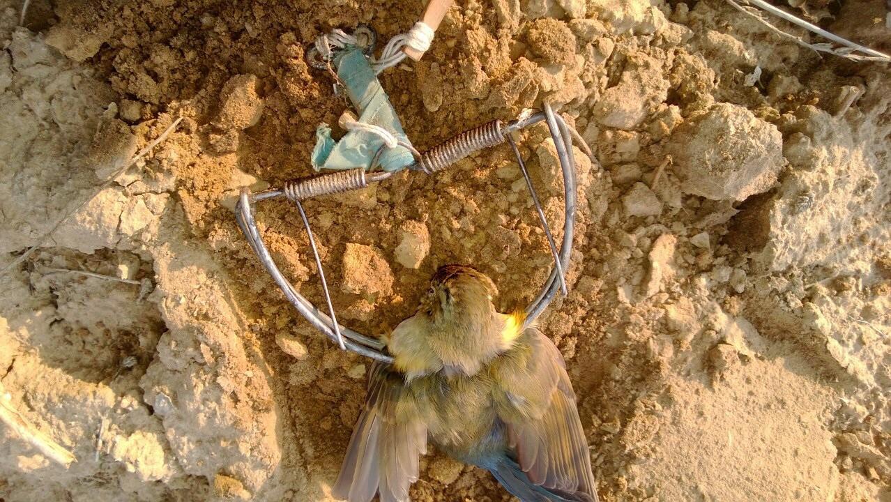 在乡下有没有一些捕鸟的陷阱的制作方法? - 知乎