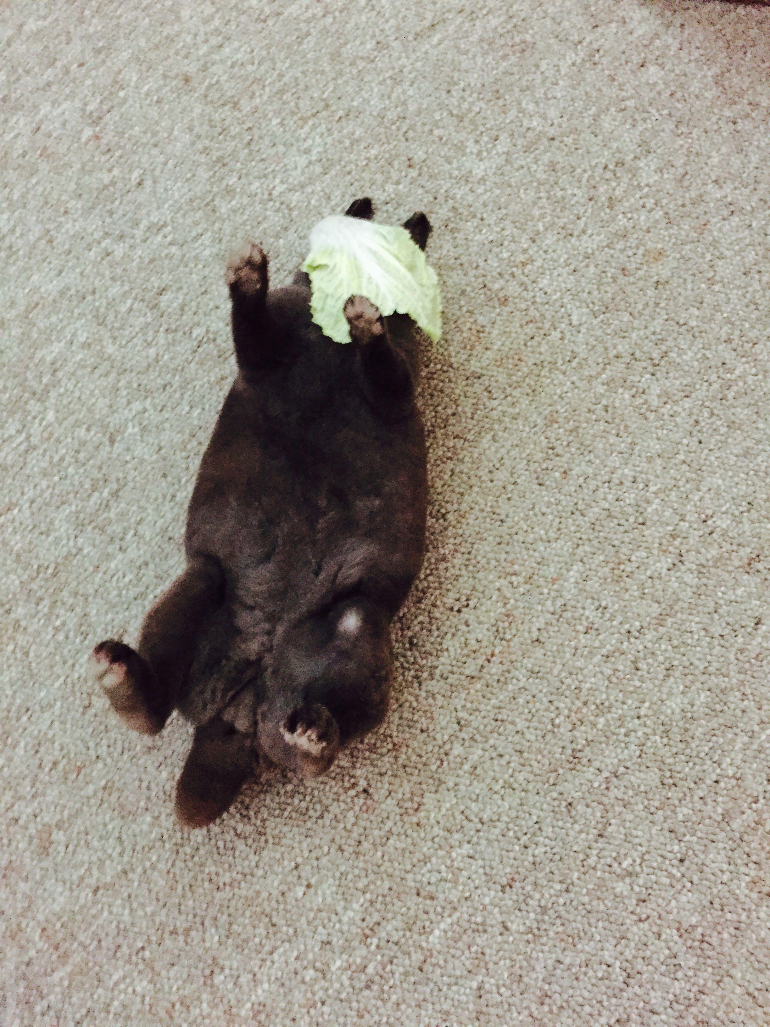 为什么不管什么时候把清醒的兔子四脚朝天翻过来 它就秒睡着? - 知乎