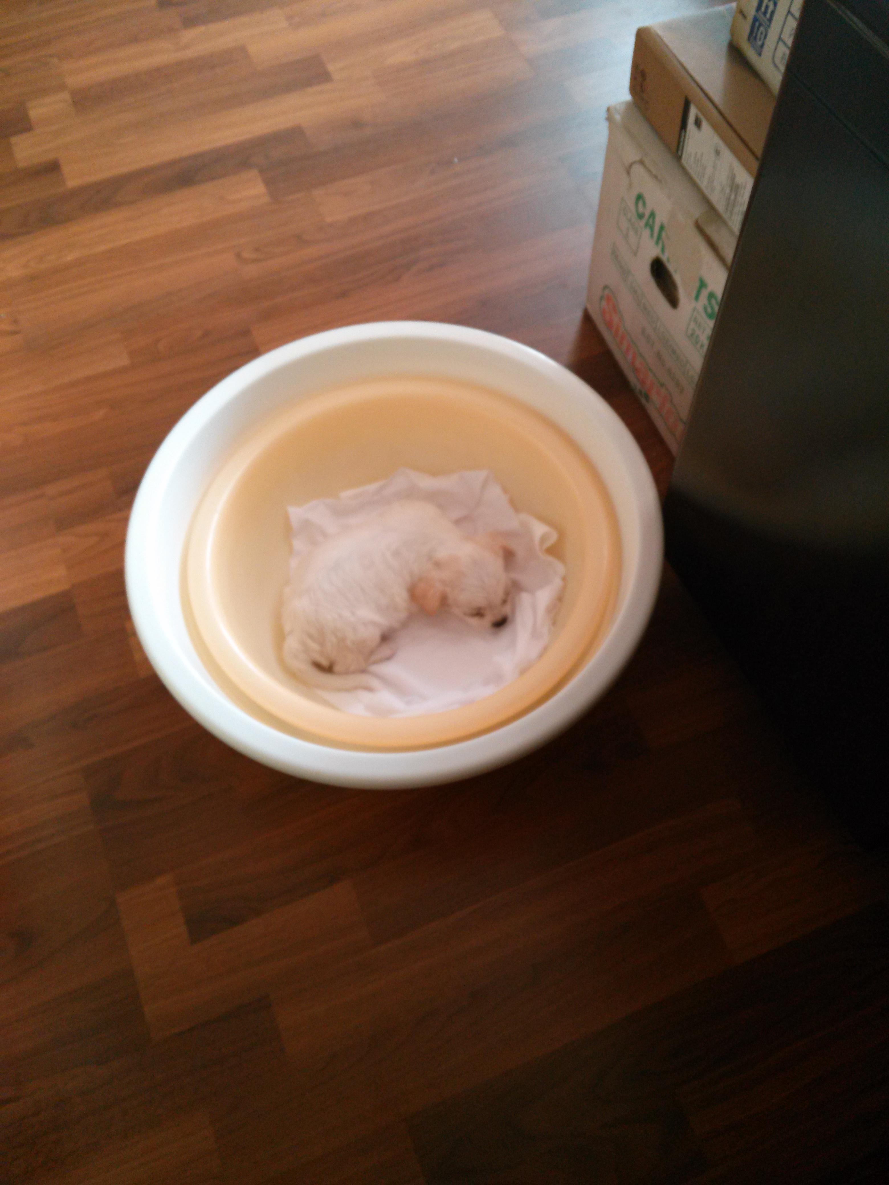 你什么时候被狗的智商震惊了? - 丢丢的回答