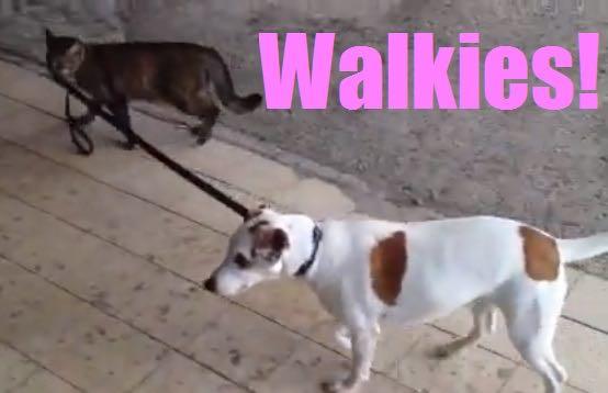 猫和狗的智商哪个高? - 宠物饲养 - 知乎