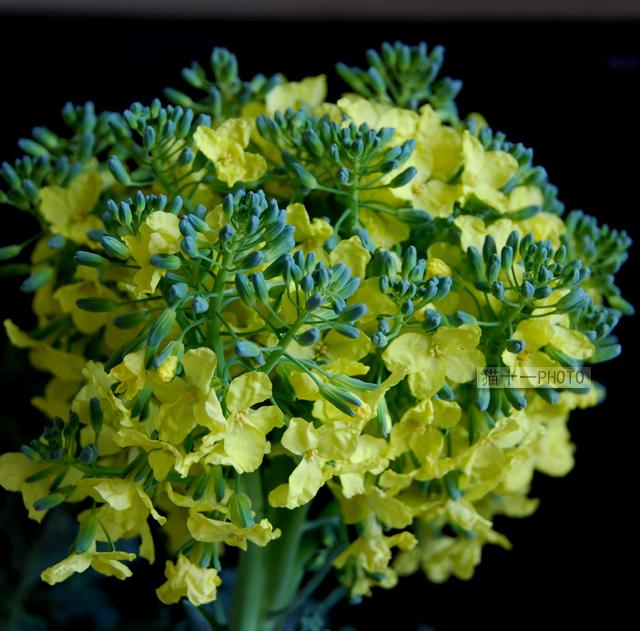 西兰花为什么名字里有花却不是花呢? - 知乎