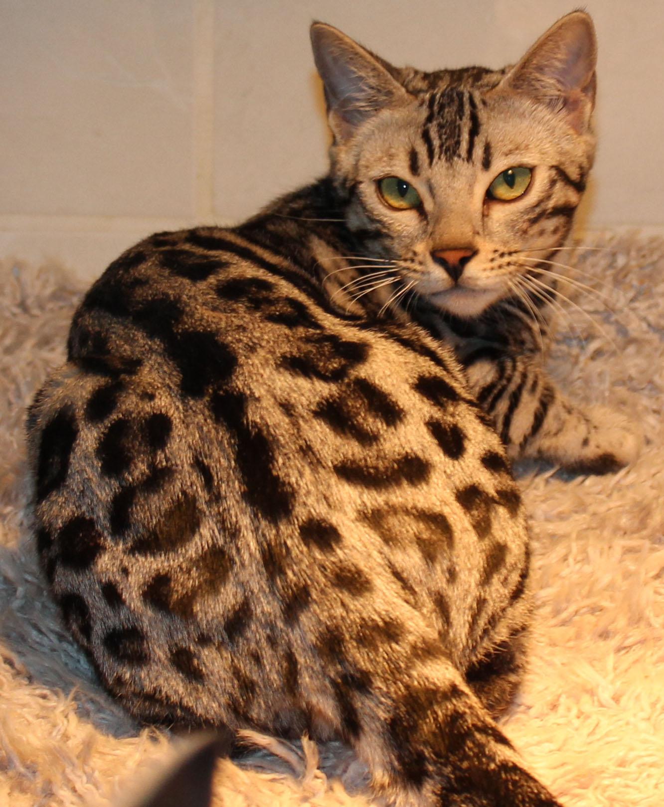 你认为猫的毛毛是怎样的花纹最好