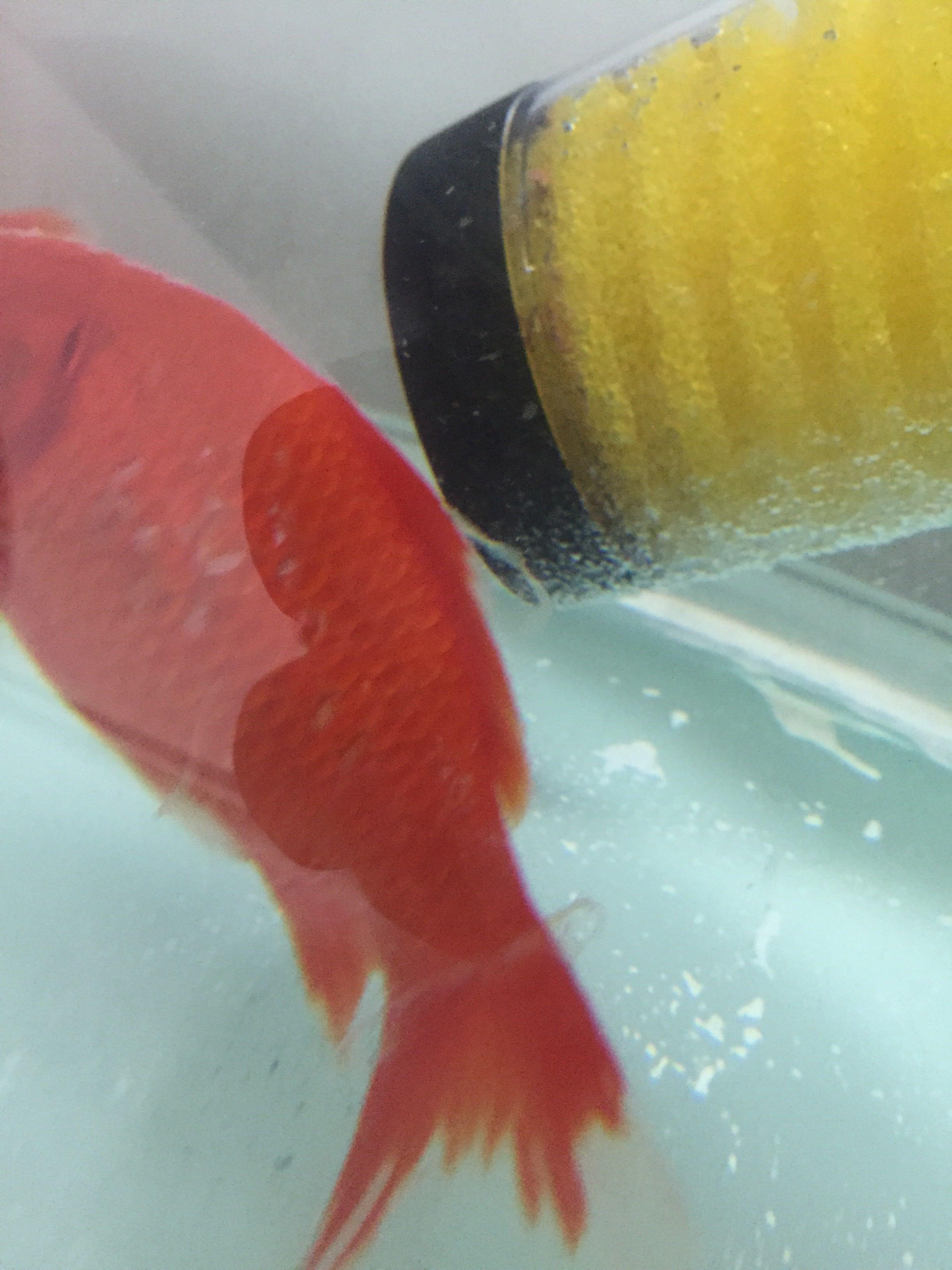 鱼肚子里的黑膜怎么快速去掉 f5bea75cc92ee07949c6d22c362f05ec_r.jpg