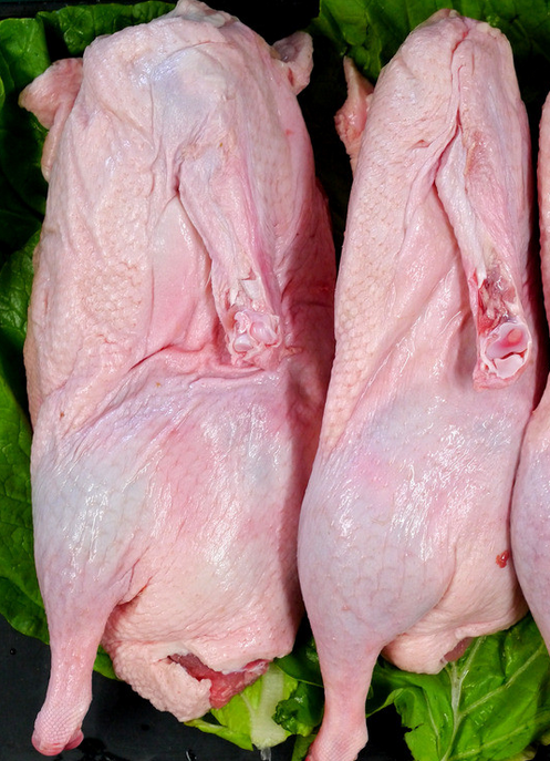 家里养了拉布拉多之后是怎样一种体验?