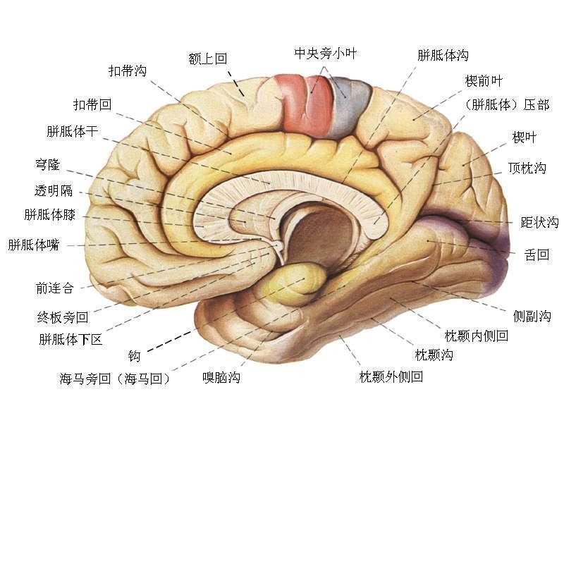 自律神经的作用和大脑新皮质,大脑旧皮质,下视丘,有着直接或间接的