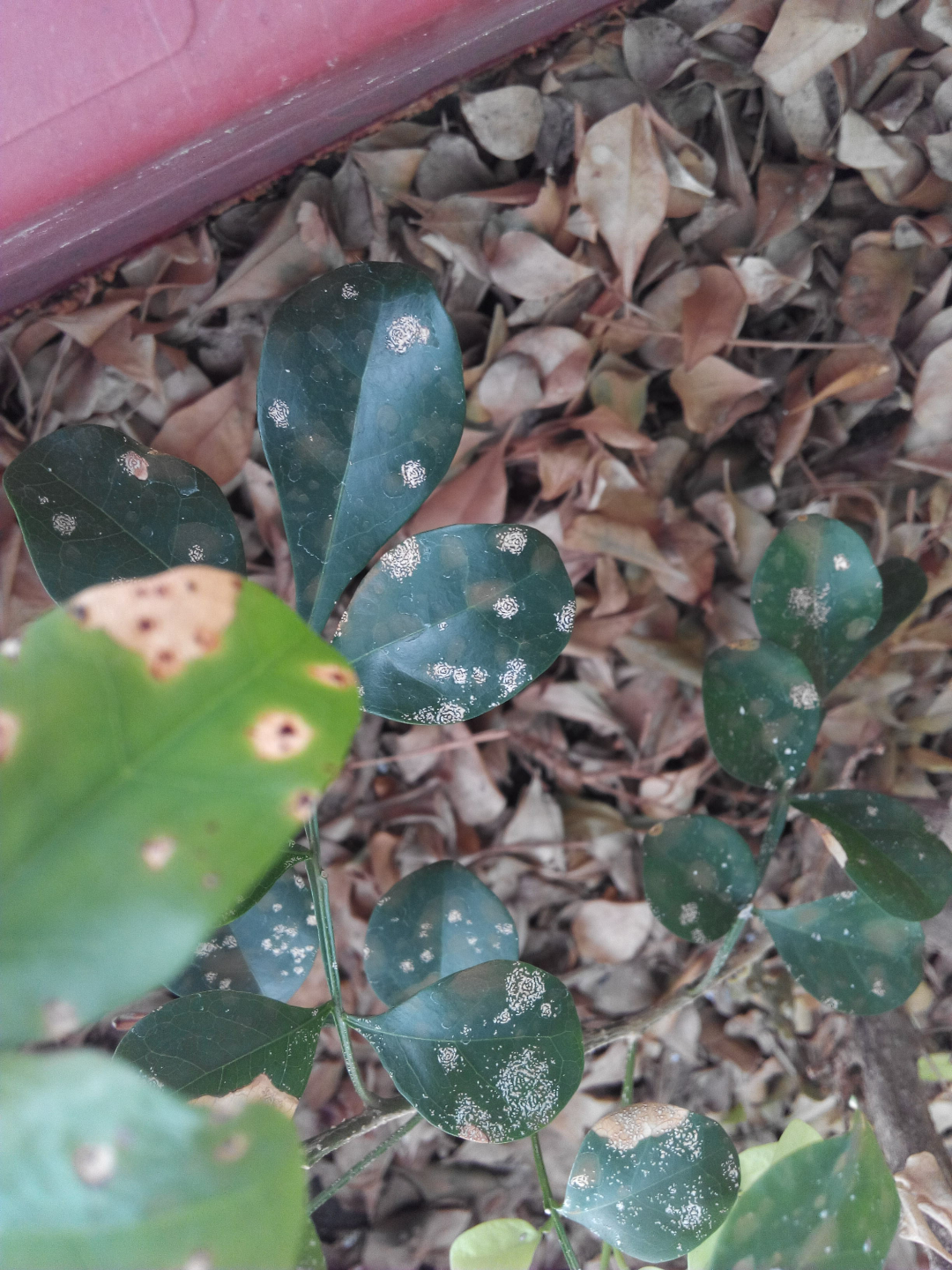 这是米兰花,但是最近叶子上长了斑,请问这是什么病?什么原因引起的?