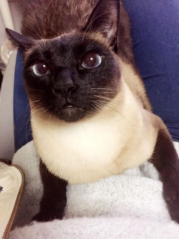 暹羅貓越長越黑，是什麼原因？ 錢莊庄短知乎