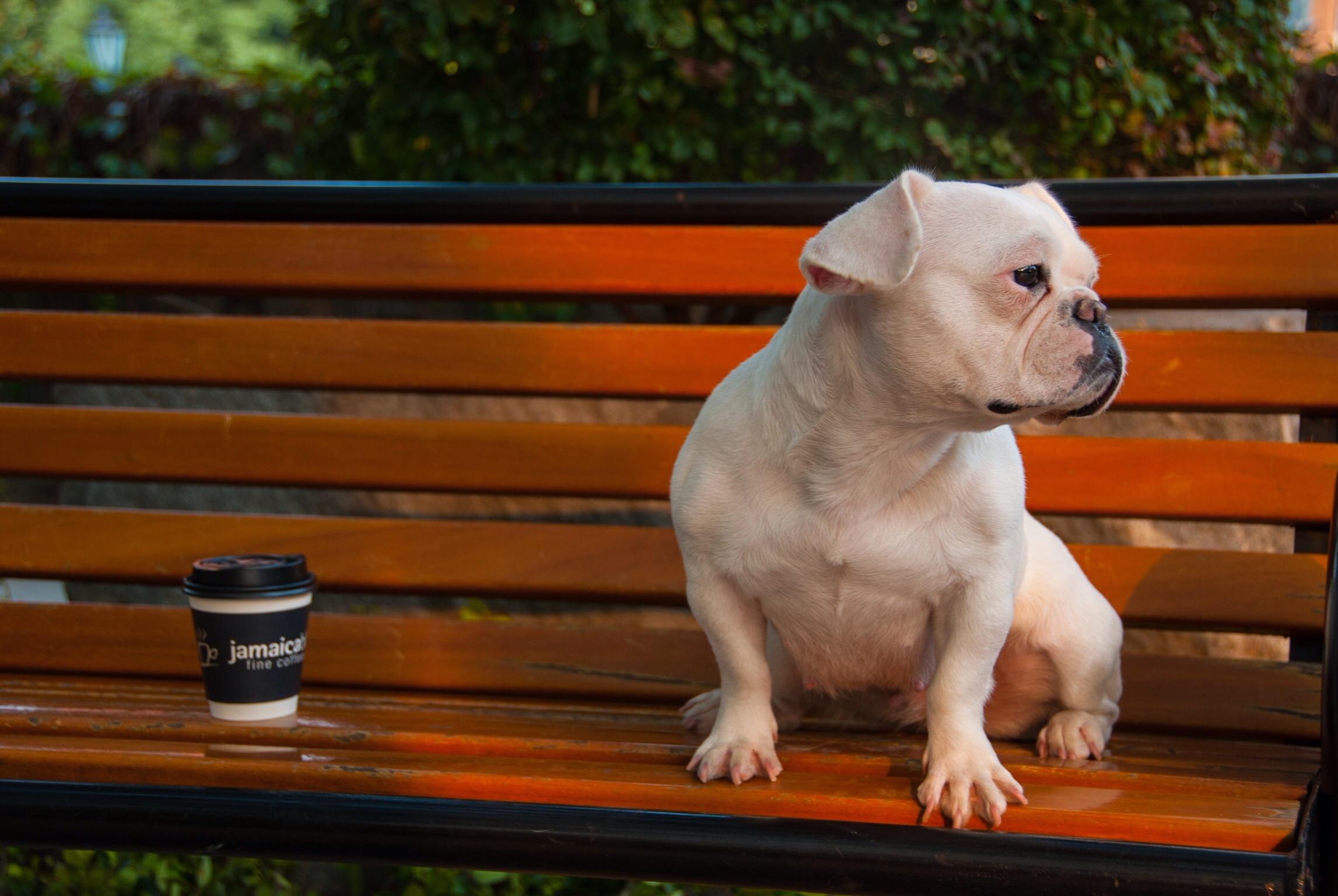 短毛狗的抗寒能力怎么样?