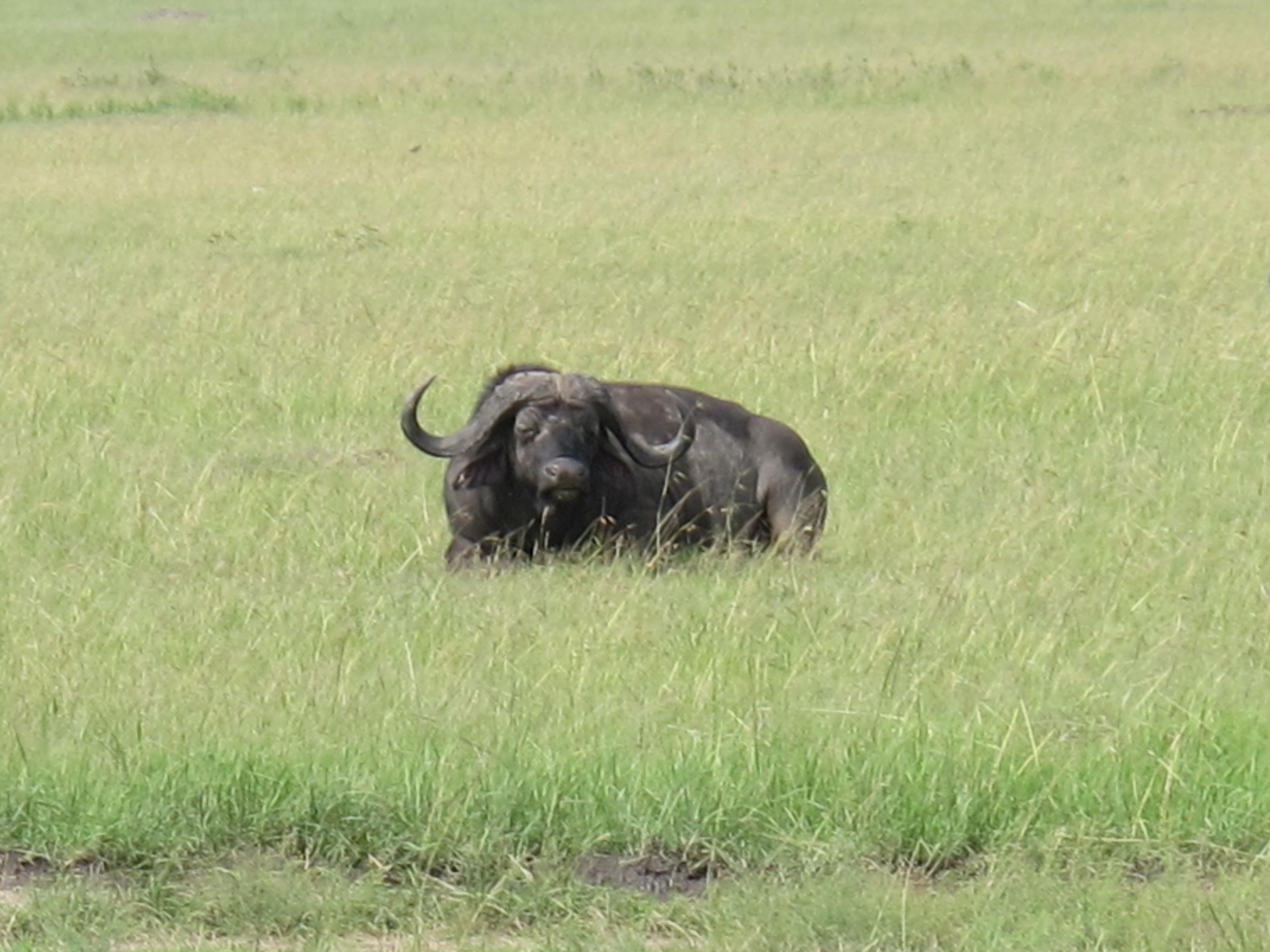 到非洲旅行带 8 岁小朋友同行有哪些需要注意的事项?