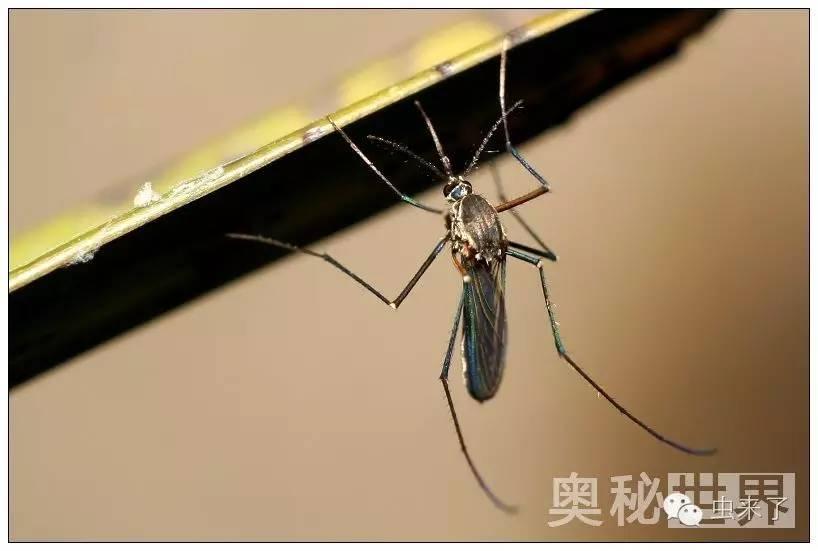 公蚊子口器图片