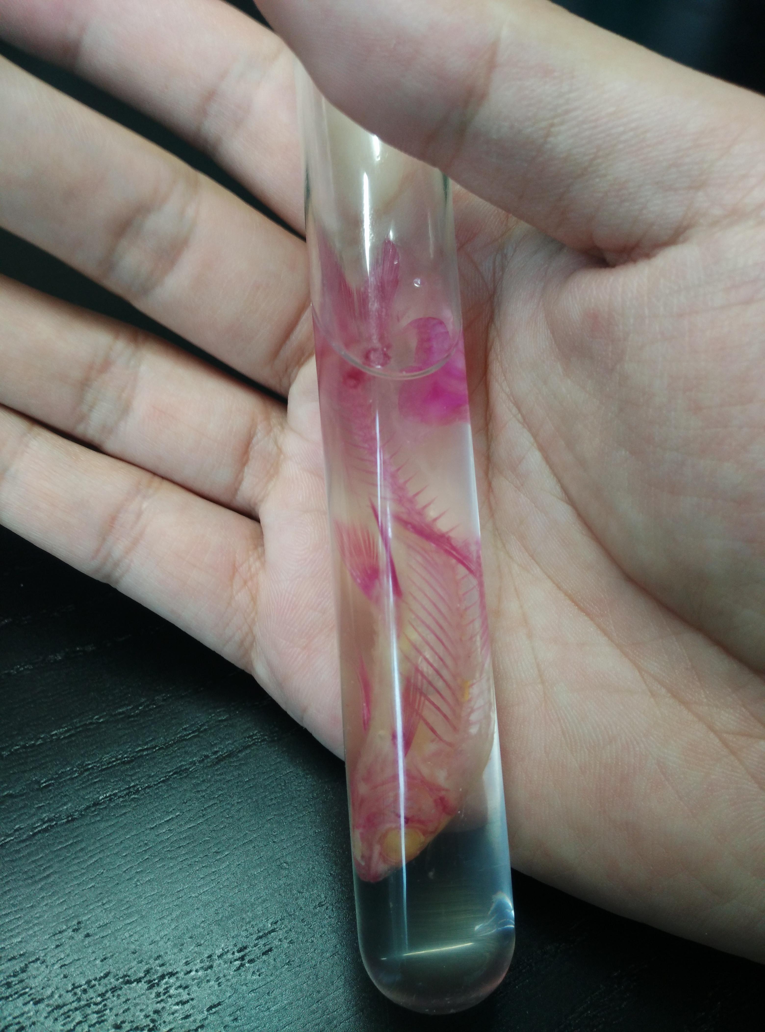 如何手工制作透明鱼骨标本? - 知乎