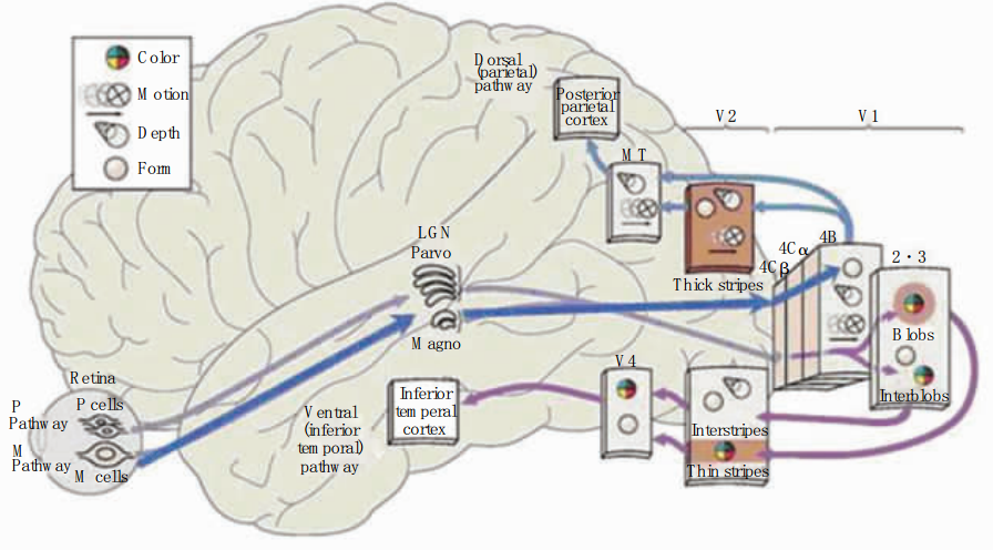 怎样区分视觉系统的p通路m通路背侧流和腹侧流锥体细胞和棒体细胞