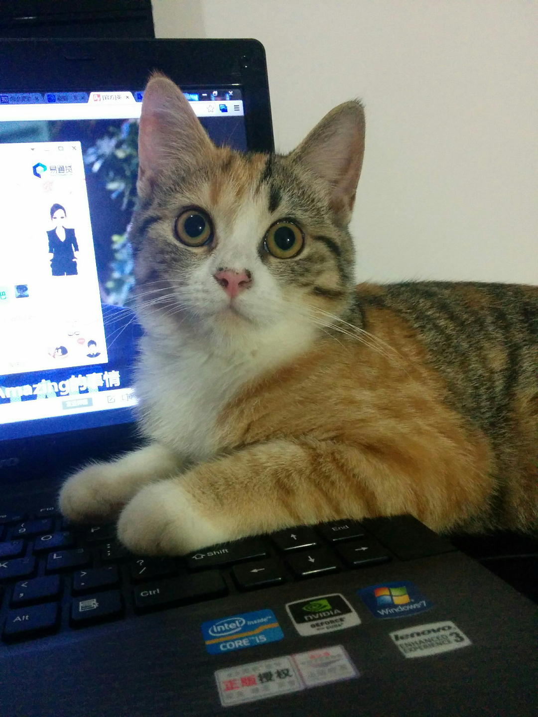 猫趴在键盘上时猫在想什么? - 知乎用户的回答