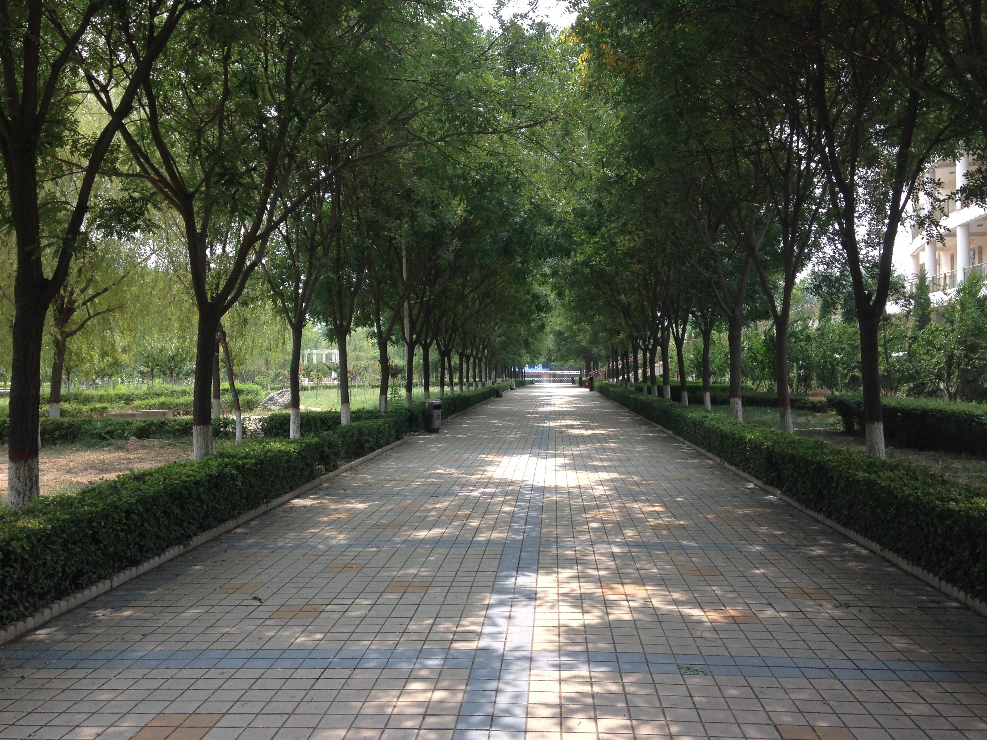 很喜欢这种两边大树茂密的树荫下中间一条小路.