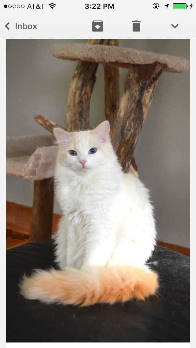 中高白布偶猫标准图片