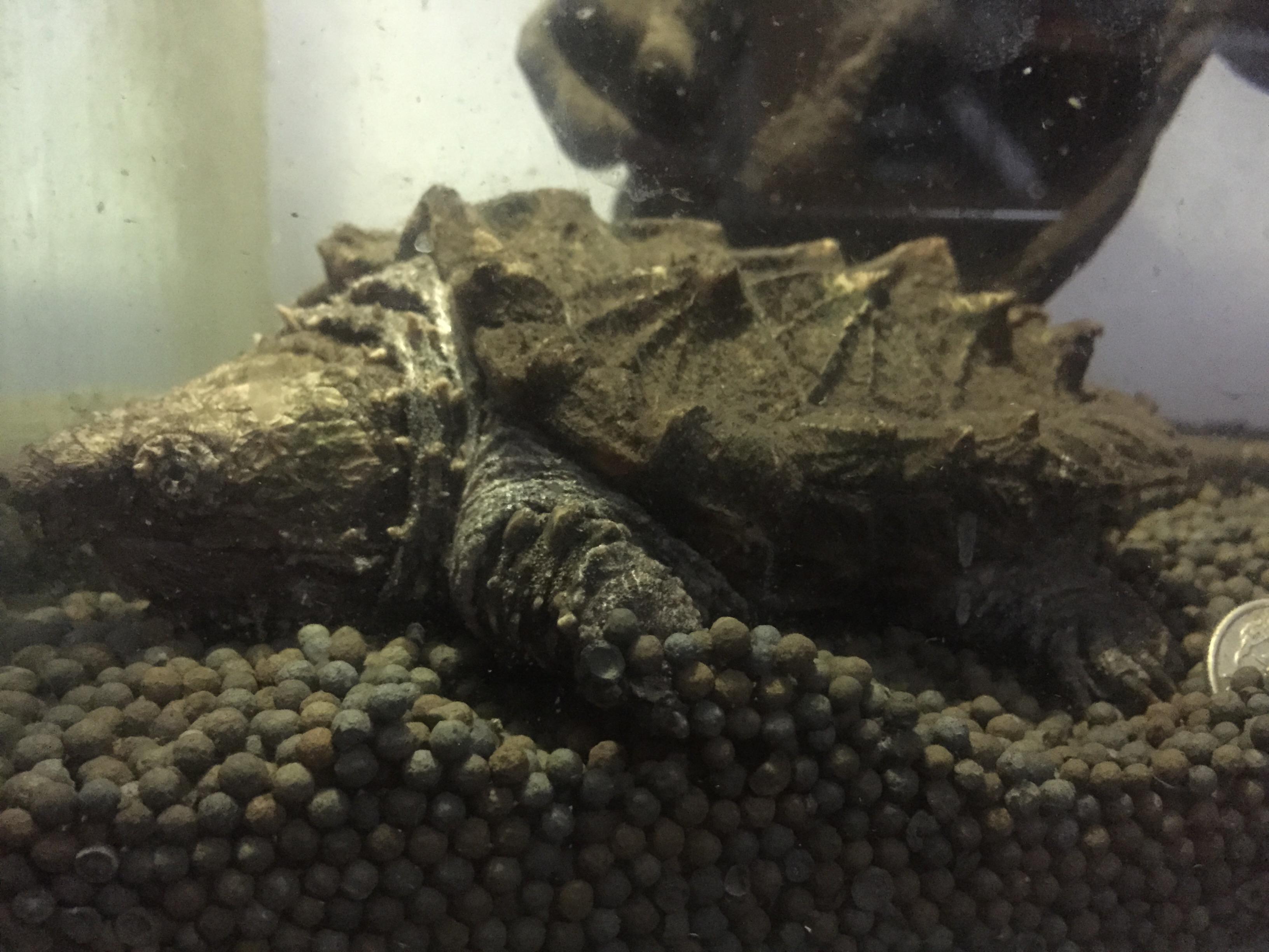 自己怎么做鱼缸沉木 fba1758a7548fb5387268182b561eb22_r.jpg