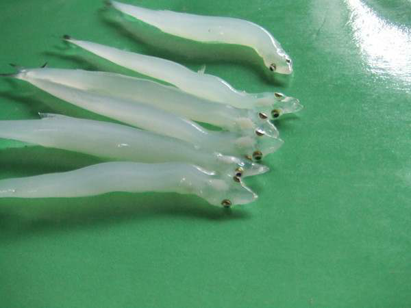 江里打上来的乳白色无鳞小鱼是什么