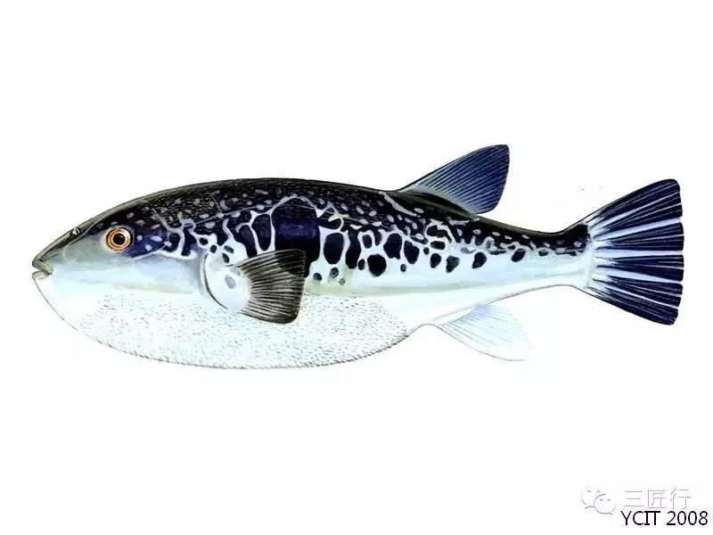 有毒,是吃河豚最危险也最诱人的一部分