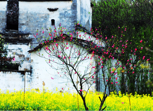 为什么婺源油菜花那么有名?去了一趟江西,路上