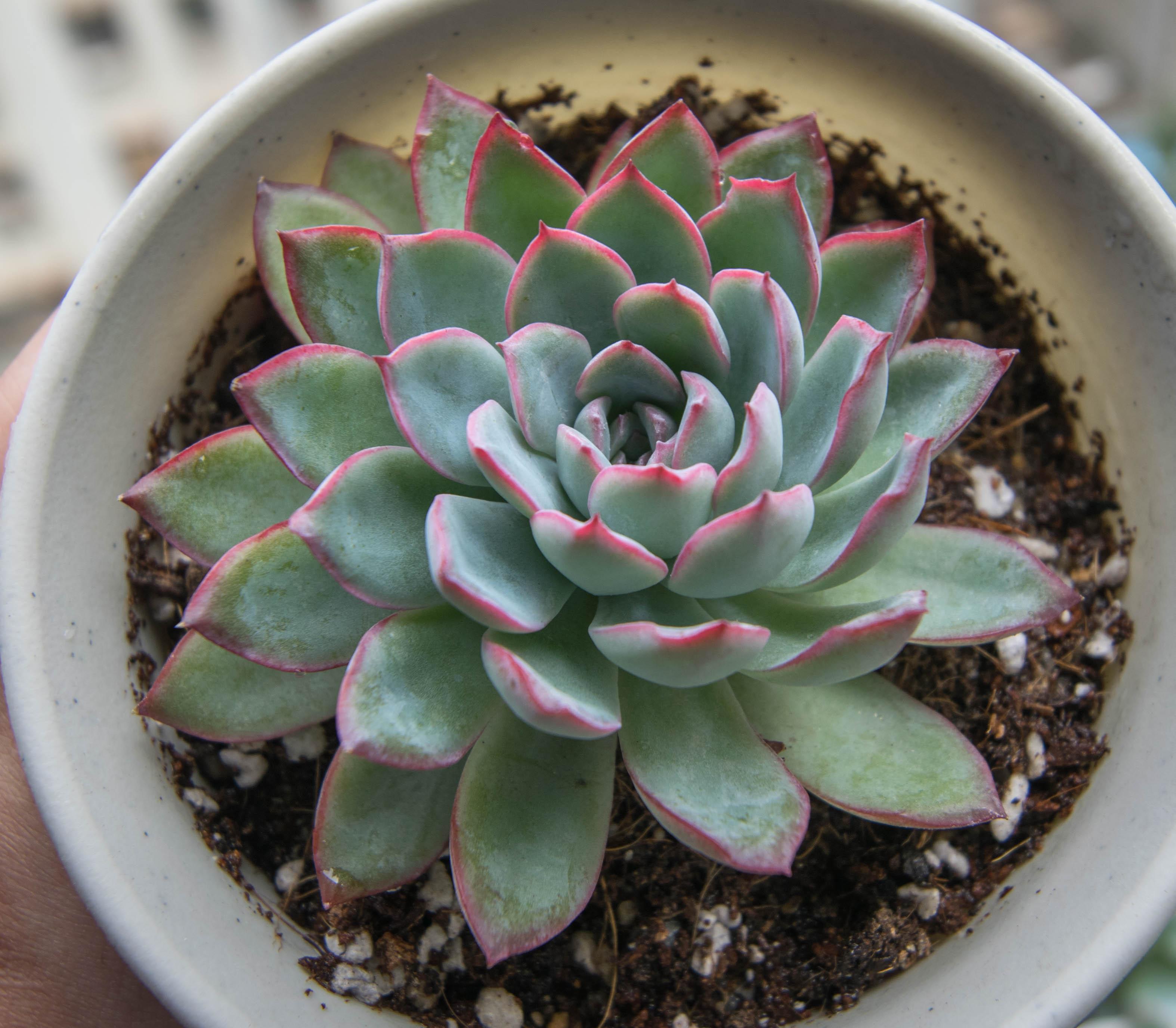 有什么适合新手养的多肉植物?还有现在是冬天