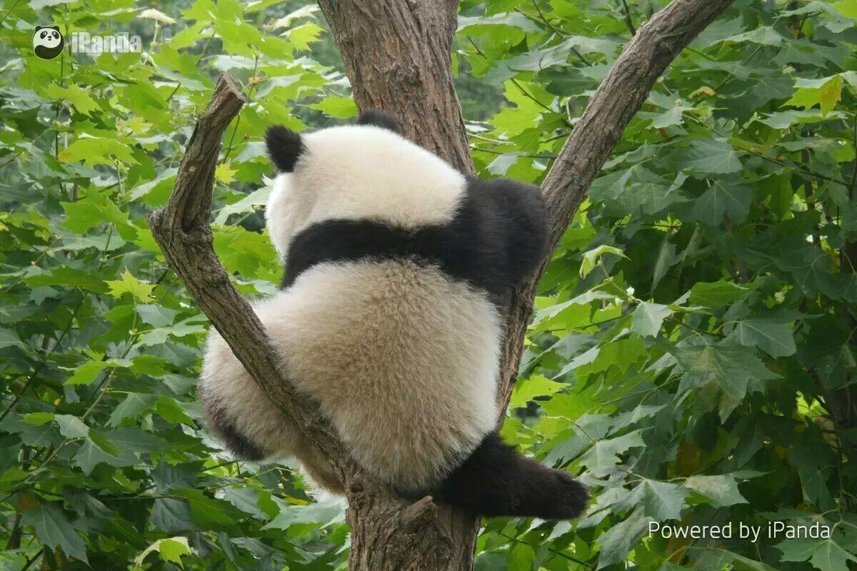 你有哪些熊猫背影的萌图