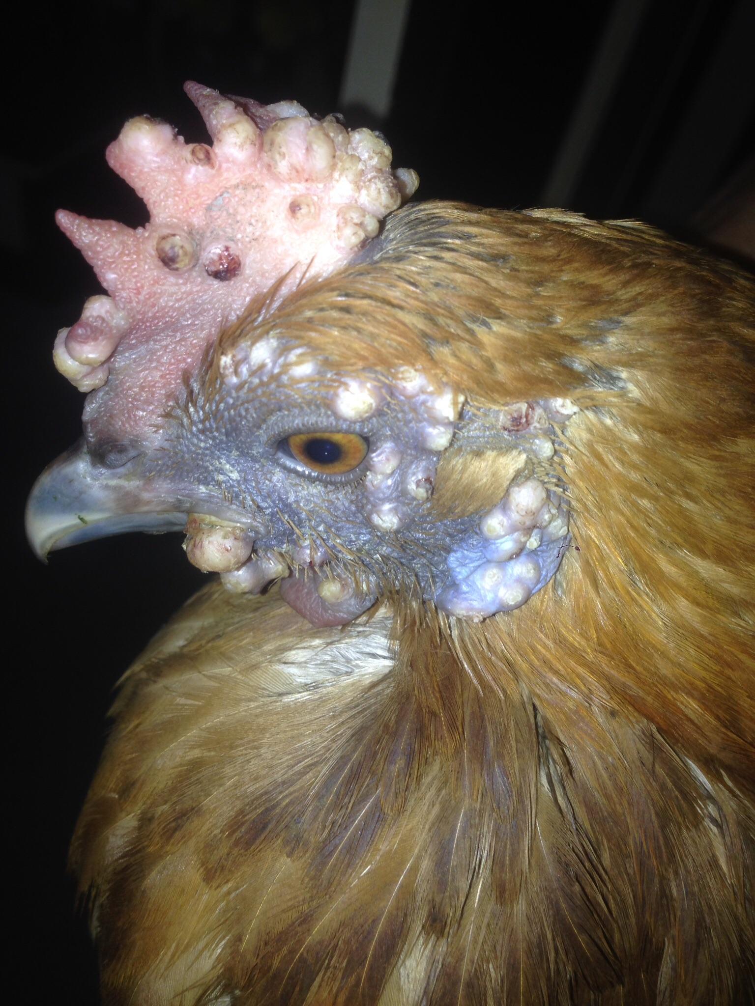 家中母鸡鸡冠及脸部长了很多肉瘤咋回事