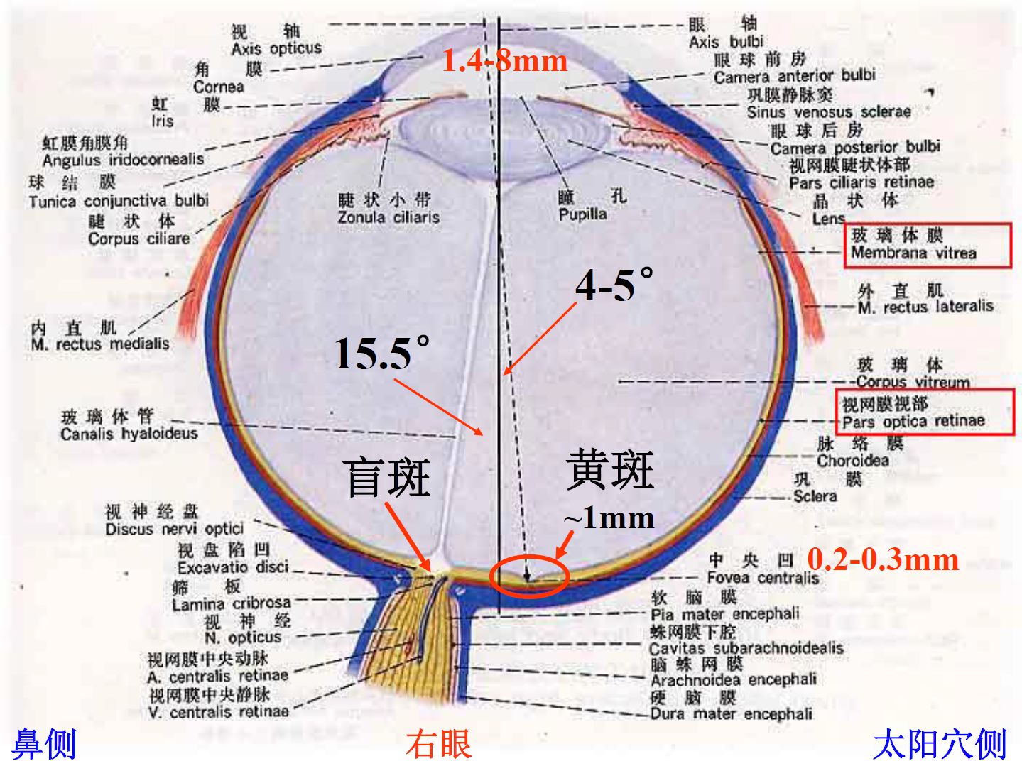 为什么说光是一种「电磁波」?引力波的传播速