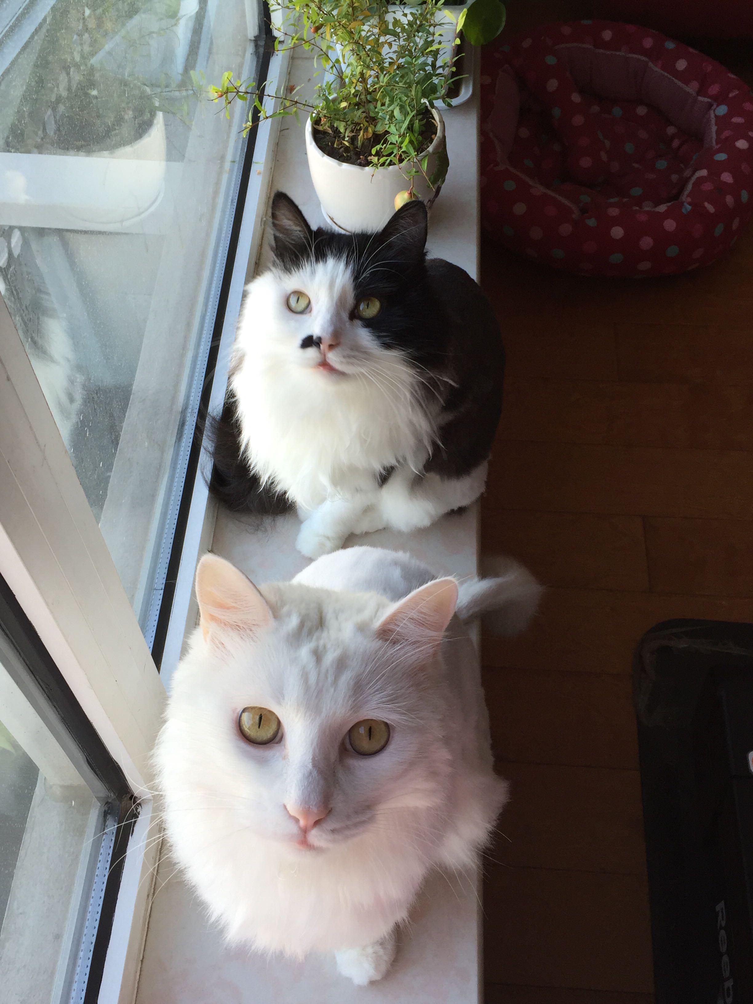 不打网球的我为什么得了网球肘?请高人指点怎