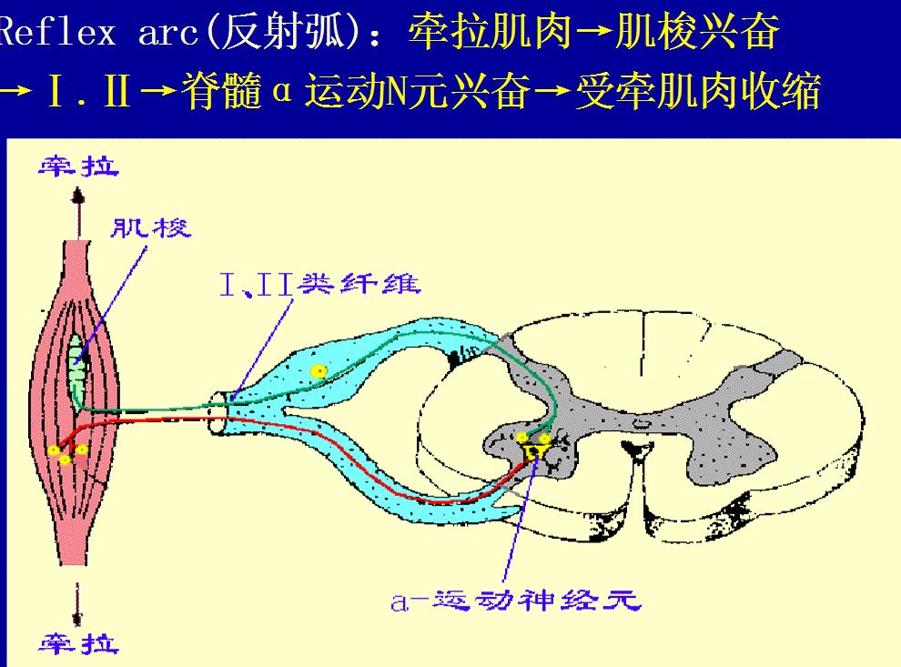 肌梭结构图片