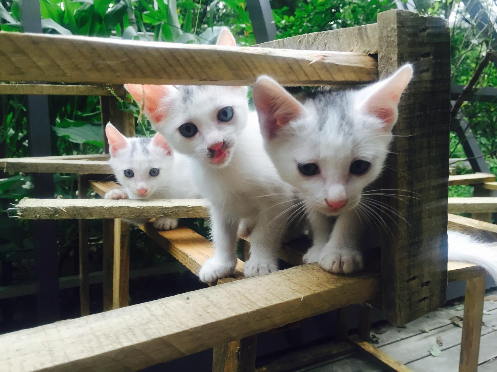 养一个月大小的猫该注意的事项有哪些? - 谈笑