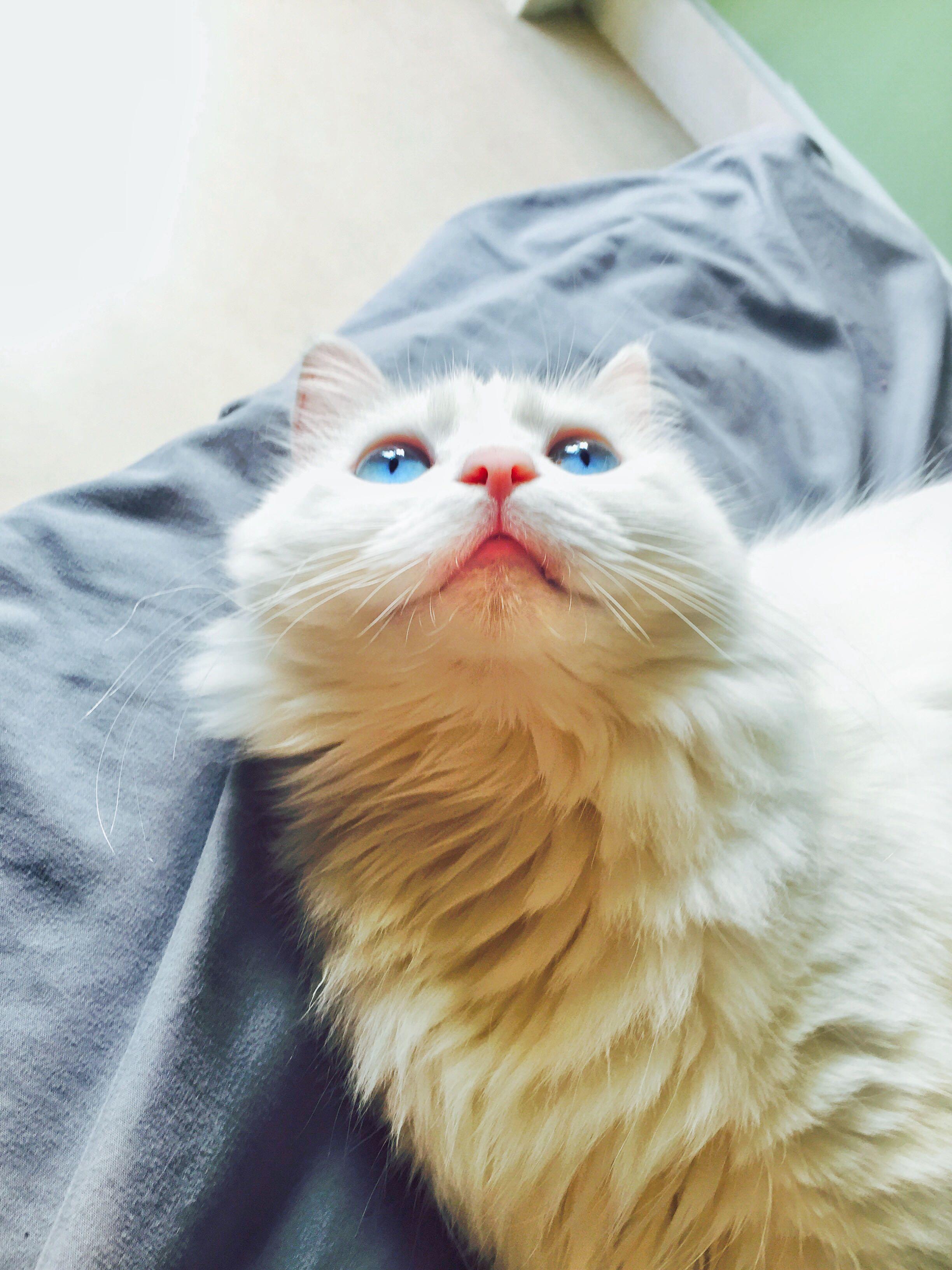同时迎来了一个新朋友流浪猫22