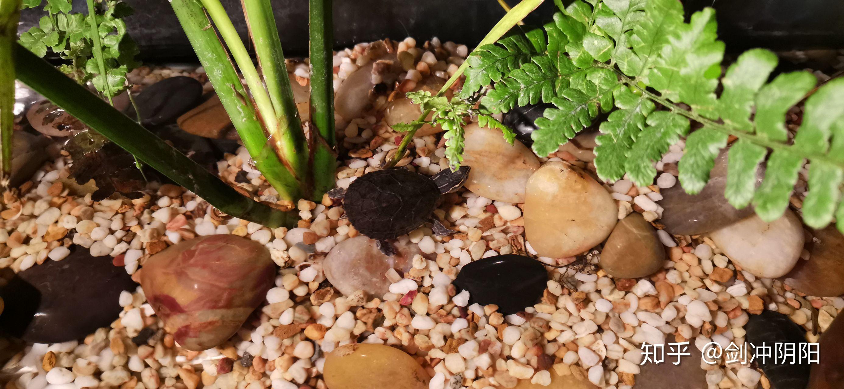 马缨花杜鹃好养活吗