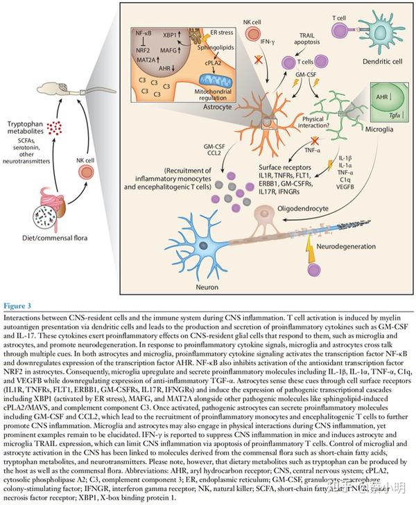 Nid226 microglia and central nervous system associated macrophages from