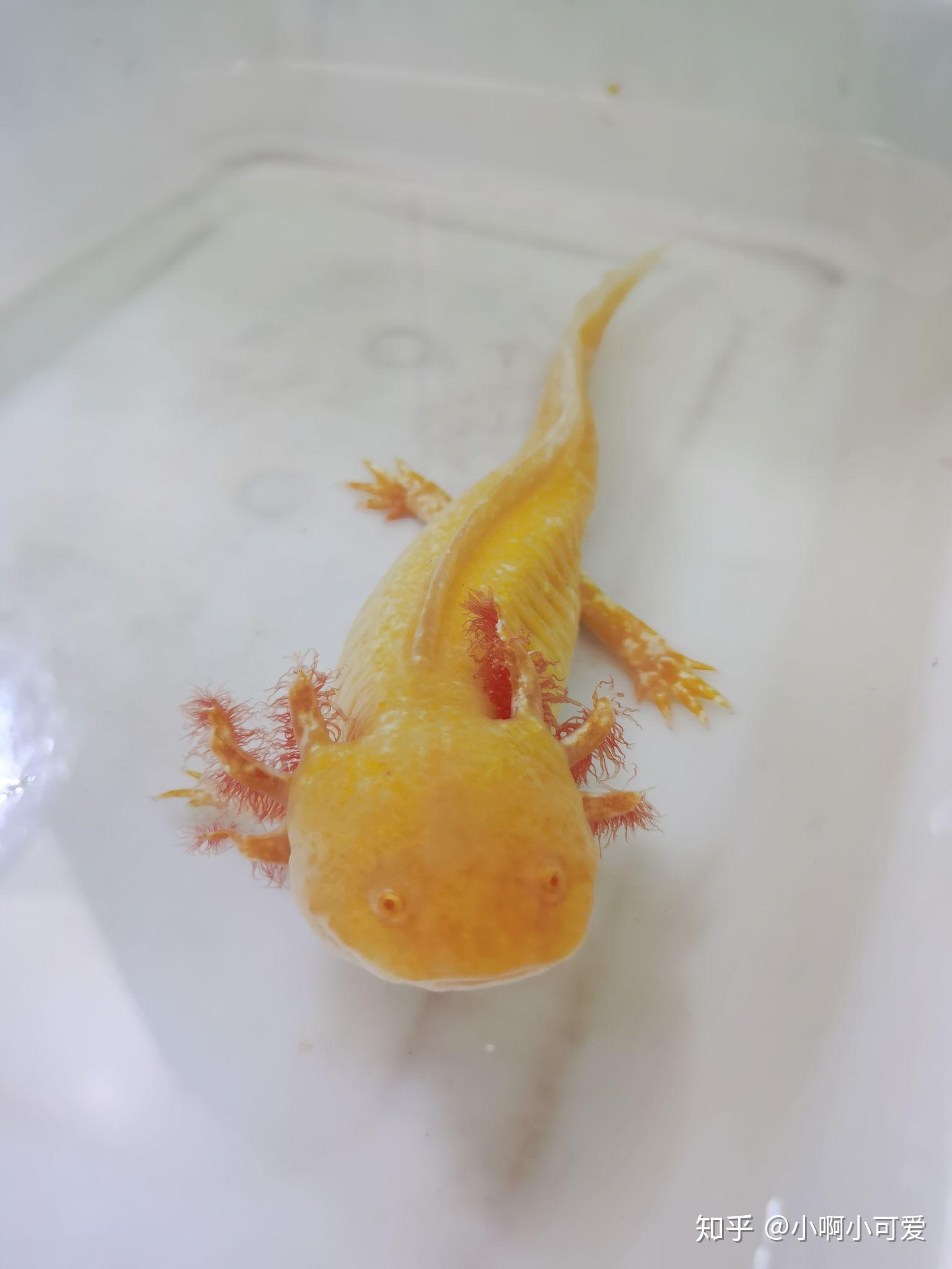 我养了……墨西哥蝾螈,也就是六角天龙,但是它不怎么吃东西,怎么办?