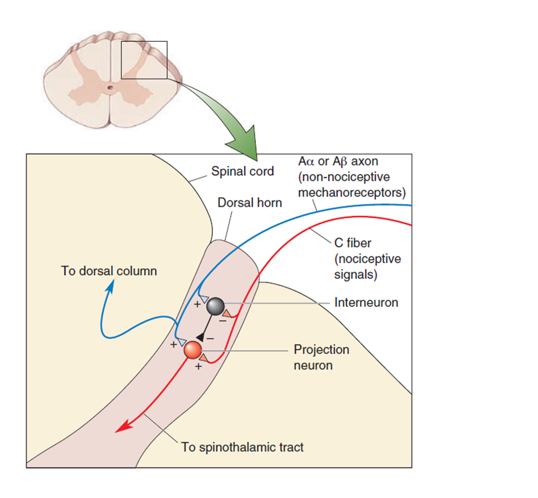 触觉与痛觉的区别是什么