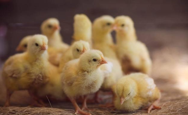 雏鸡开口药到底有没有必要又该如何选择