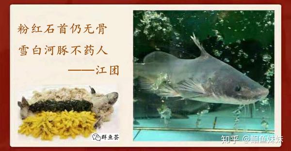 江团是团鱼吗 - 知乎