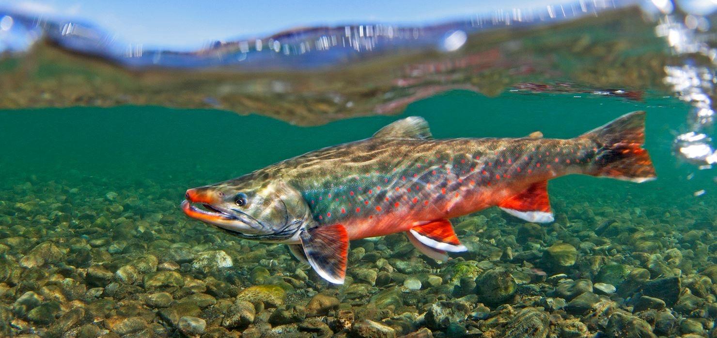 见过最好看的淡水鱼是什么鱼?