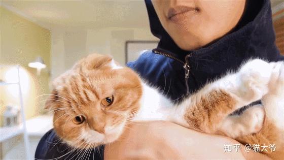 人猫相处的几个禁忌,这还不知道,难怪养不好猫 - 知乎