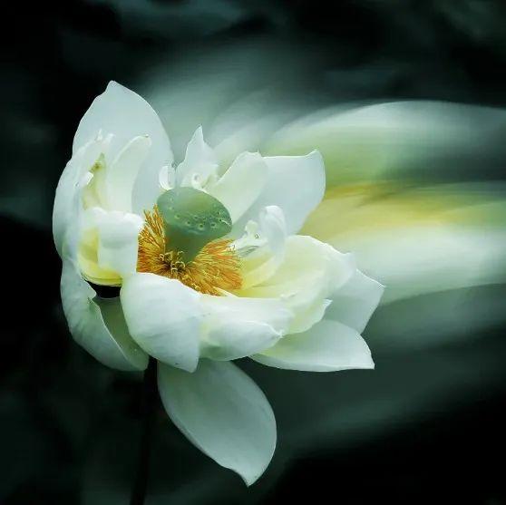 中国花语 萱草花又名忘忧草 秋海棠又名相思草 你知道吗 知乎