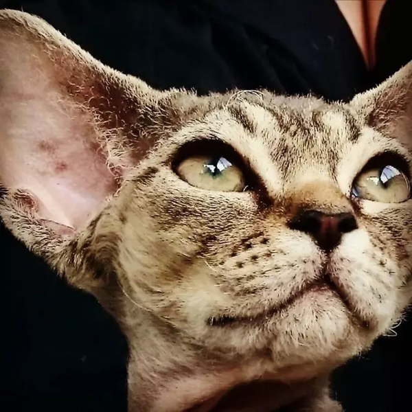 德文猫的脸呈楔形,颧骨宽,巴掌脸大小,耳朵非常大且非常尖,眼睛大为
