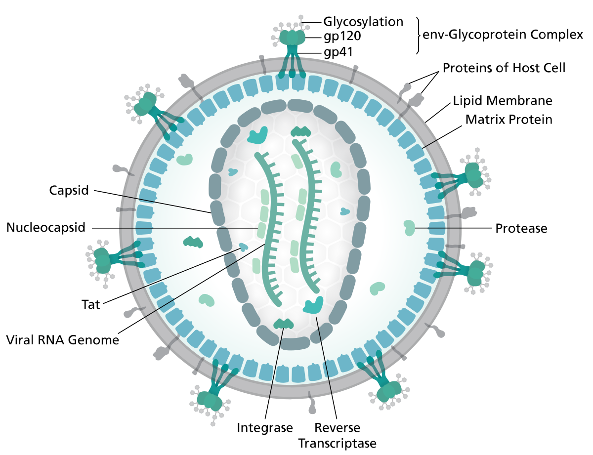 HIV病毒侵入宿主细胞后逆转录过程当中的逆转录酶是哪里来的? - 知乎