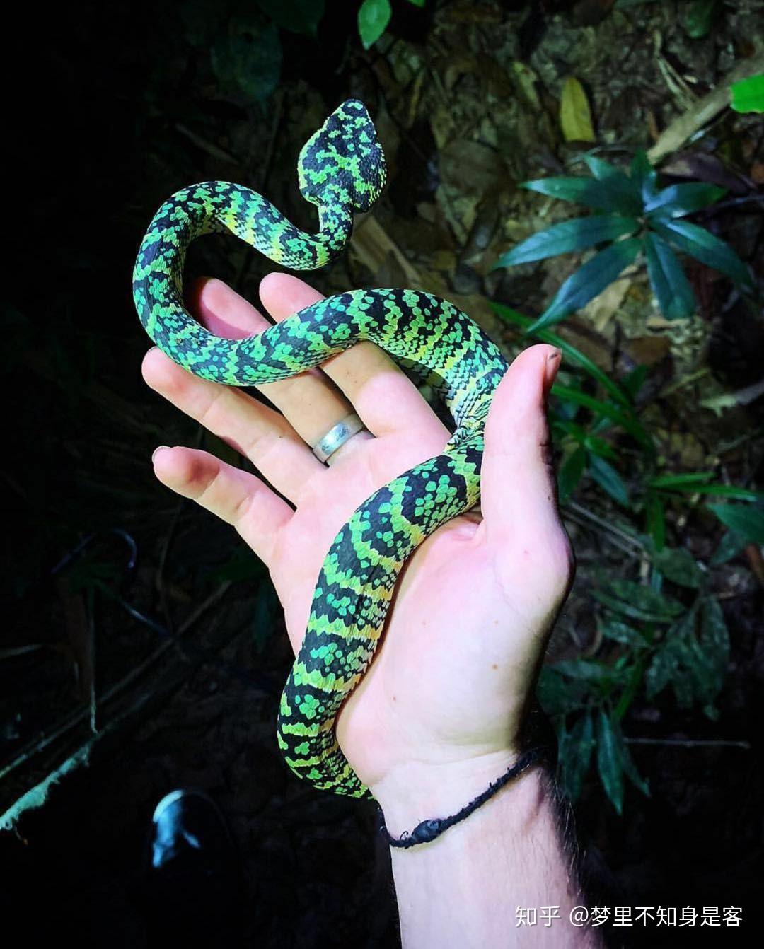 莽山烙铁头蛇有哪些形态特征