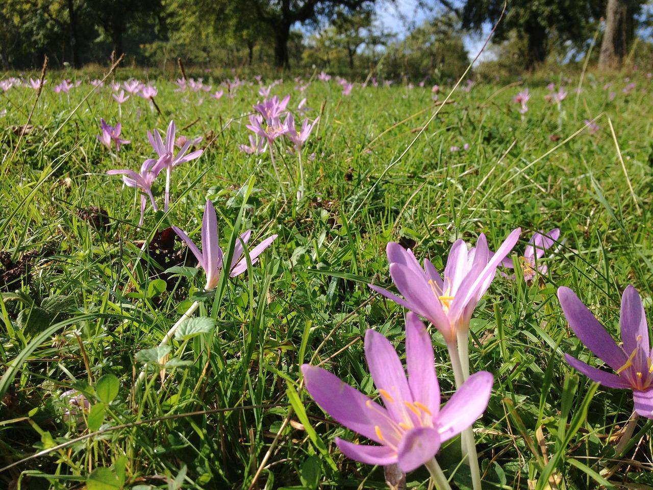 3. 种植土壤要求