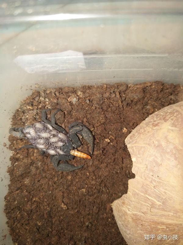 瓦雄真蝎云南越南扁石蝎饲养经验分享