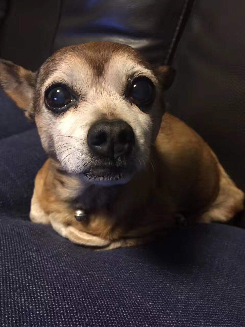 给猫绝育是否太残忍? - 知乎