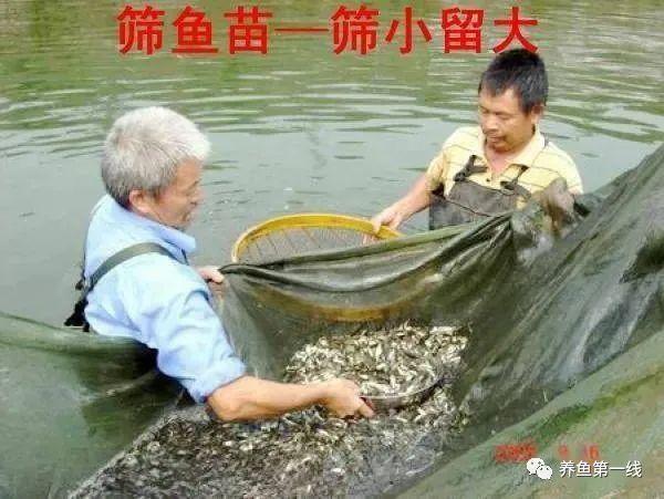 短鲷亲鱼分缸_短鲷缸_南美短鲷缸造景