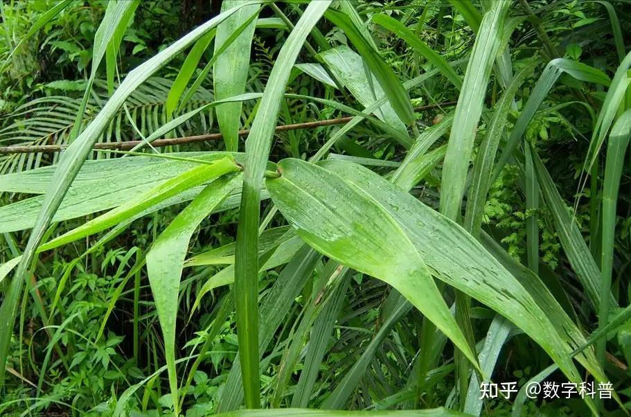 28种常见包粽子的叶子,涨知识了! - 知乎