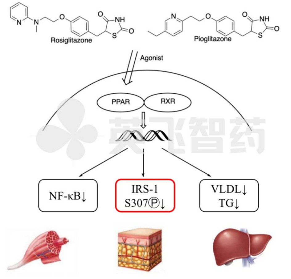 作用,第一个噻唑烷二酮类胰岛素增敏剂曲格列酮(troglitazone)于20