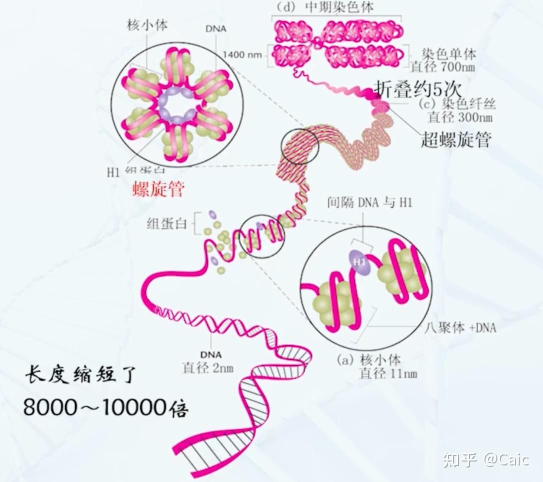 遗传学_1 遗传的细胞基础 - 知乎